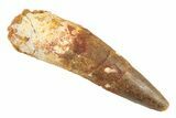 Fossil Spinosaurus Tooth - Real Dinosaur Tooth #332746-1